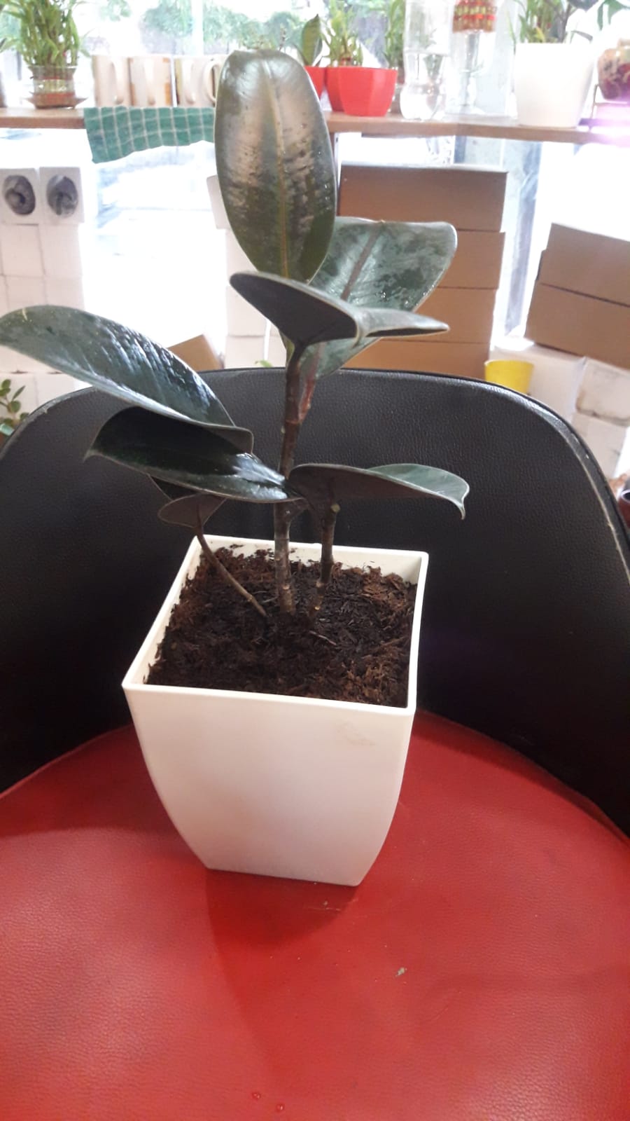 Rubber Plant in White Blossom Pot